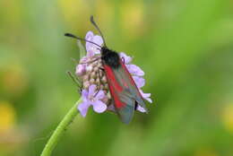 Plancia ëd Zygaena purpuralis Brünnich 1763