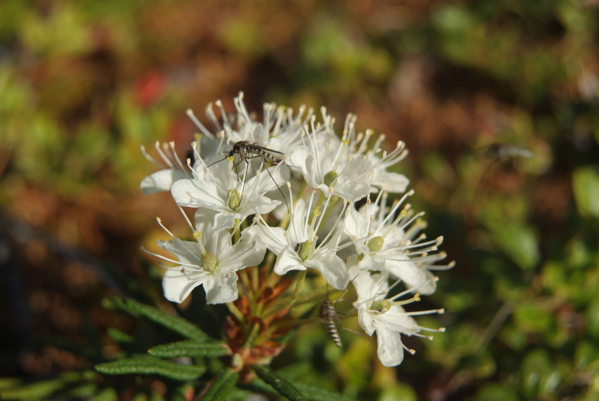 Imagem de Rhododendron tomentosum subsp. decumbens (Aiton) Elven & D. F. Murray