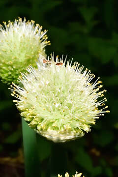 Image of welsh onion