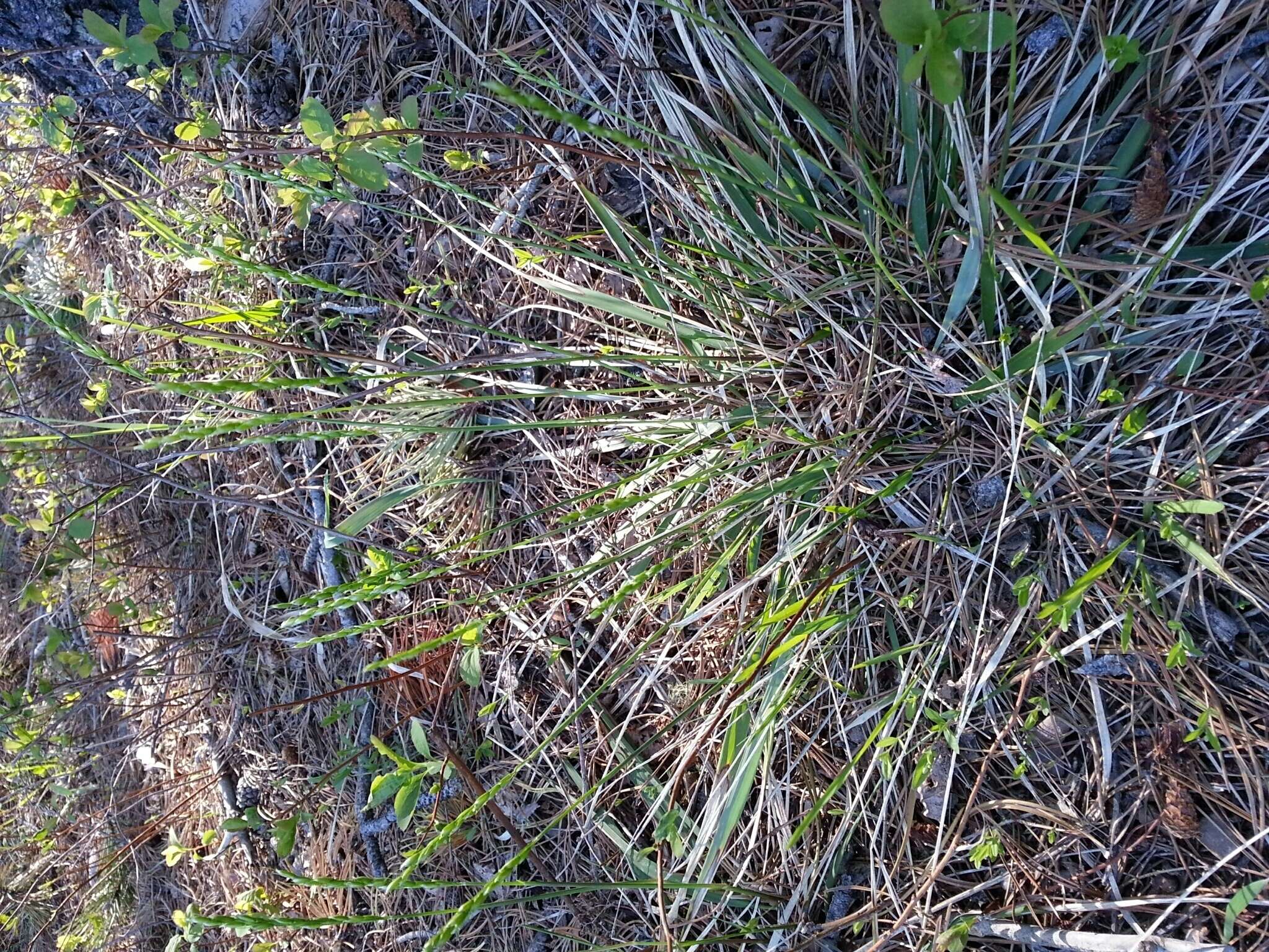 Image of roughleaf ricegrass