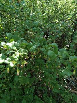 Image of Ribes orientale Desf.