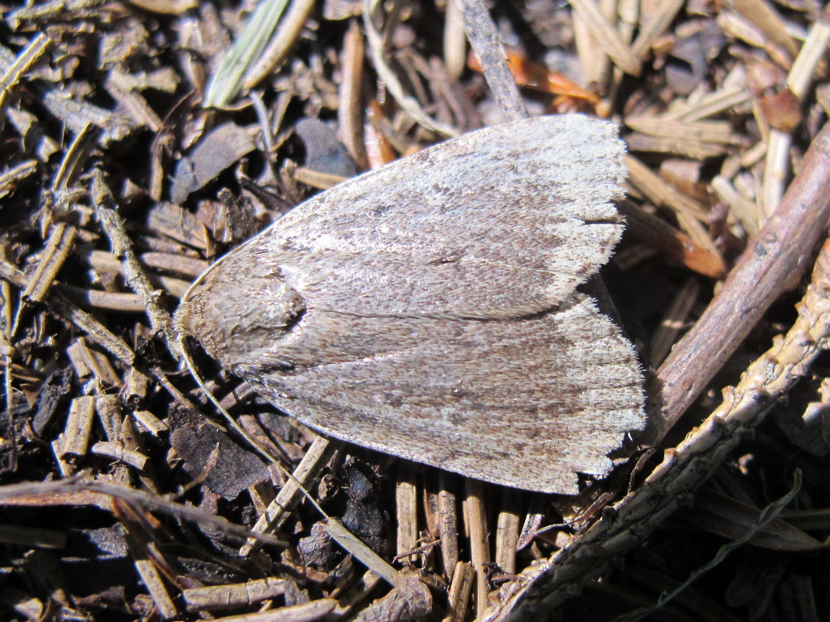 Слика од Amphipyra glabella Morrison 1874