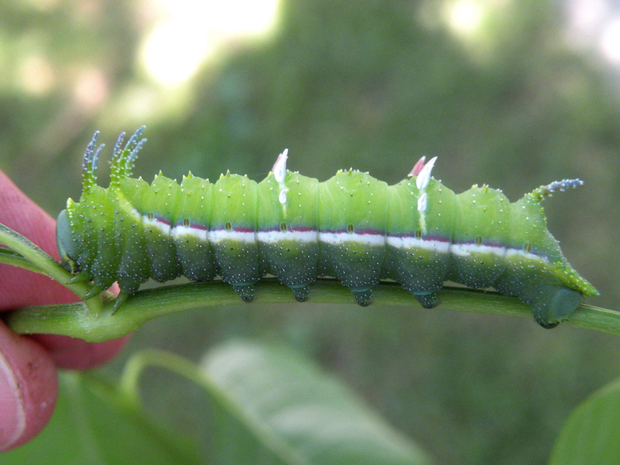 Image of Syssphinx bicolor (Harris 1841)