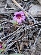 Image of Jepson's monkeyflower