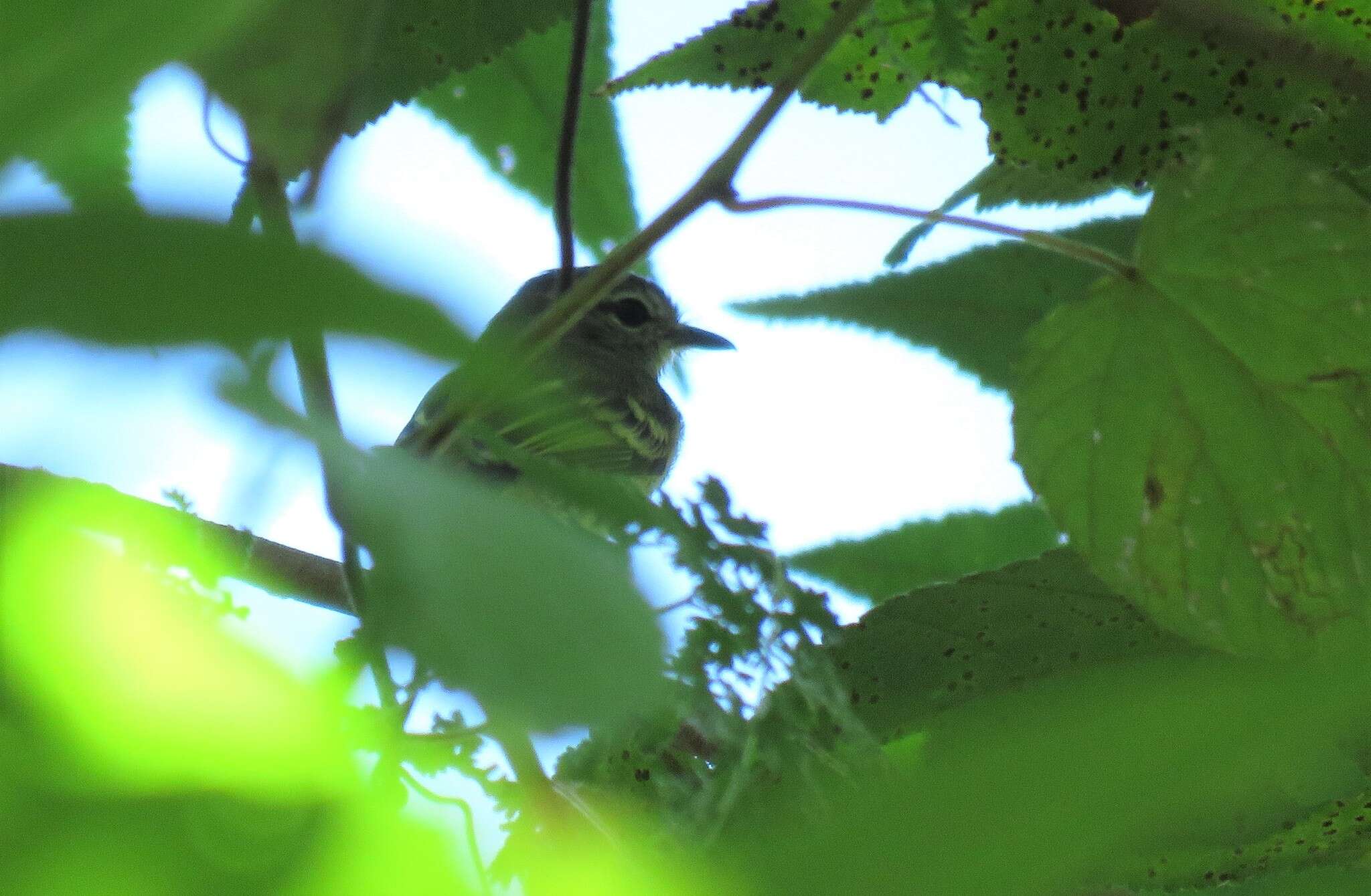 Image of Forest Elaenia