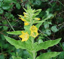 Слика од Lysimachia punctata L.
