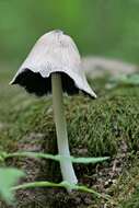 Imagem de Coprinopsis insignis (Peck) Redhead, Vilgalys & Moncalvo 2001