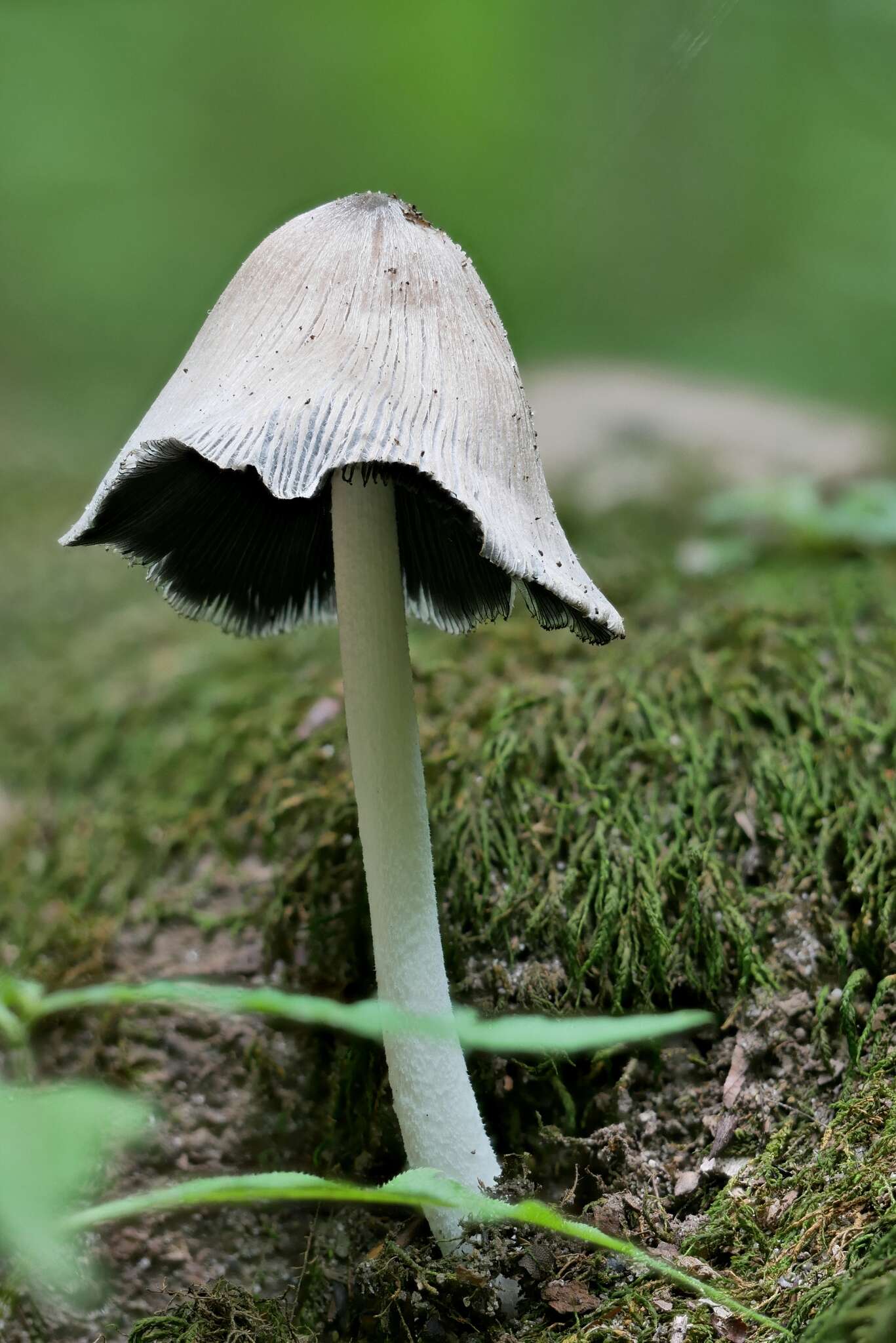 Image of Coprinopsis insignis (Peck) Redhead, Vilgalys & Moncalvo 2001