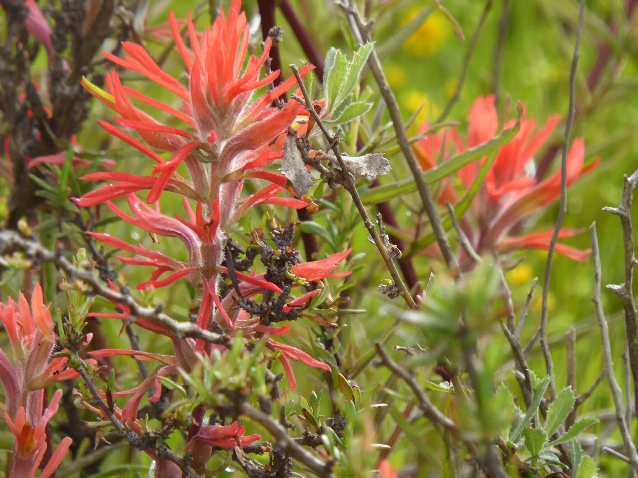 Image of coast Indian paintbrush