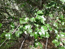 Plancia ëd Prunus ilicifolia subsp. ilicifolia