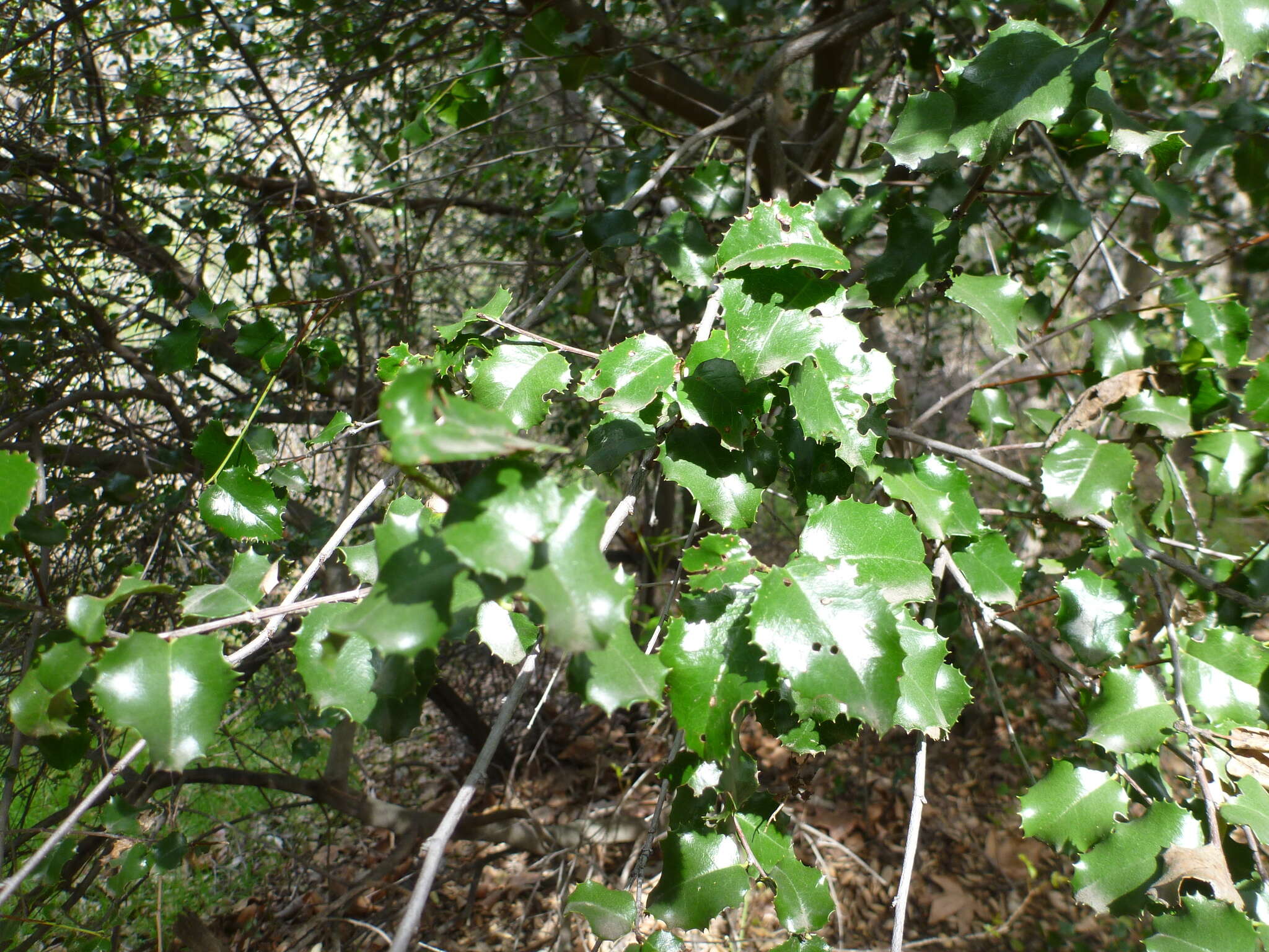 Image de Prunus ilicifolia subsp. ilicifolia