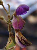 صورة Mundulea anceps R. Vig.