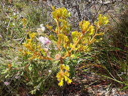 Image of Banksia obovata A. R. Mast & K. R. Thiele