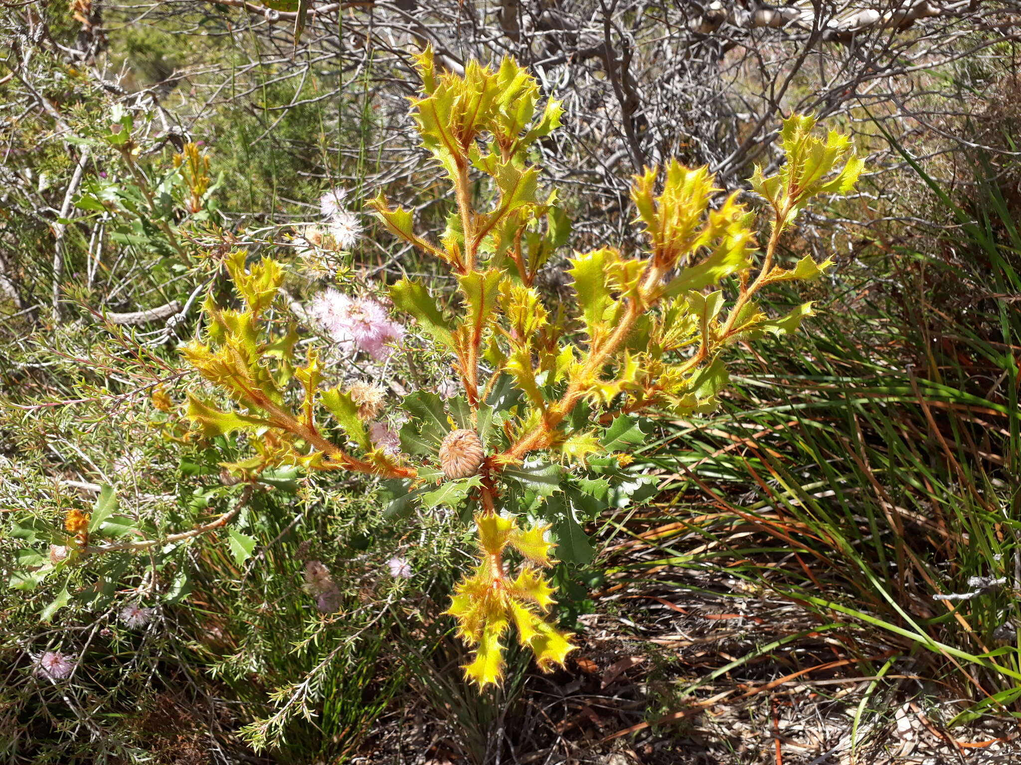 Image of Banksia obovata A. R. Mast & K. R. Thiele