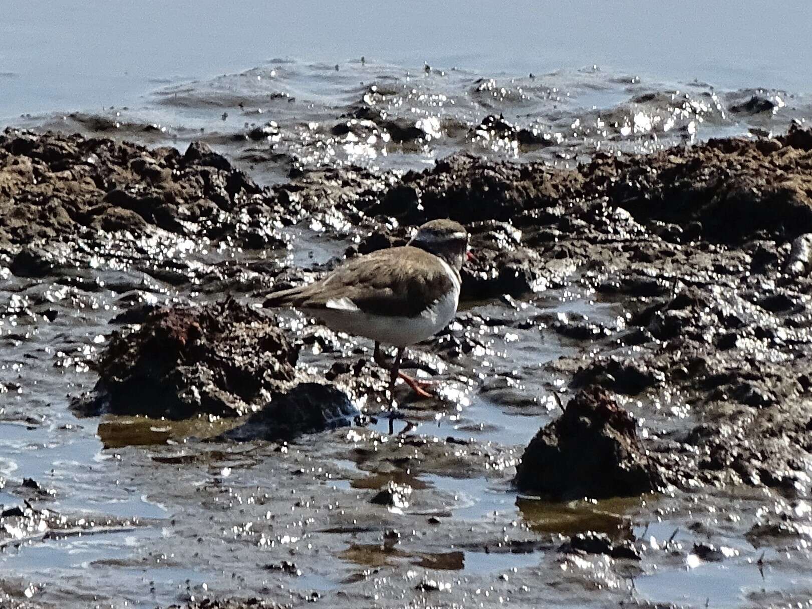 Слика од Charadrius tricollaris tricollaris Vieillot 1818