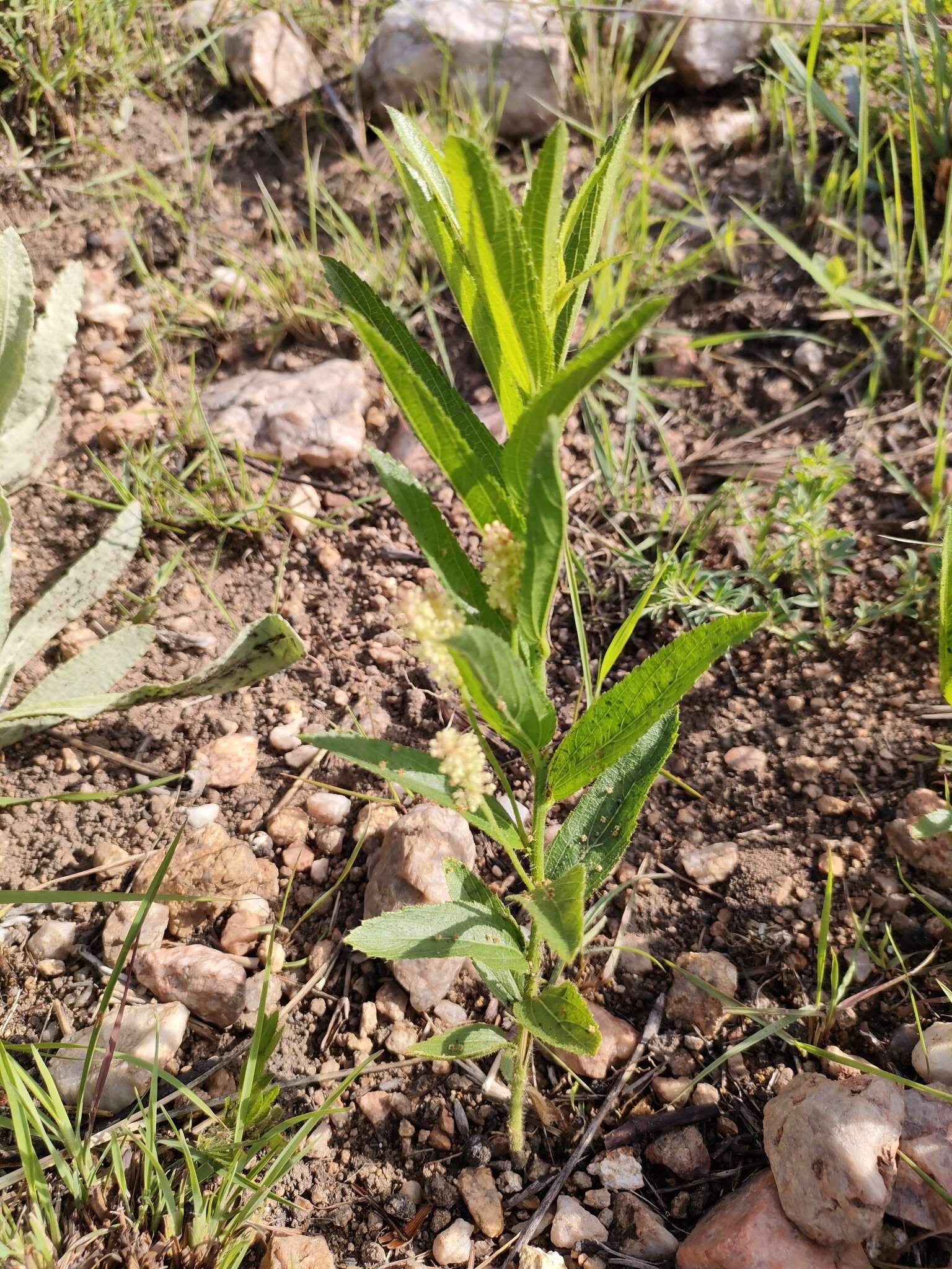 Acalypha caperonioides Baill. resmi