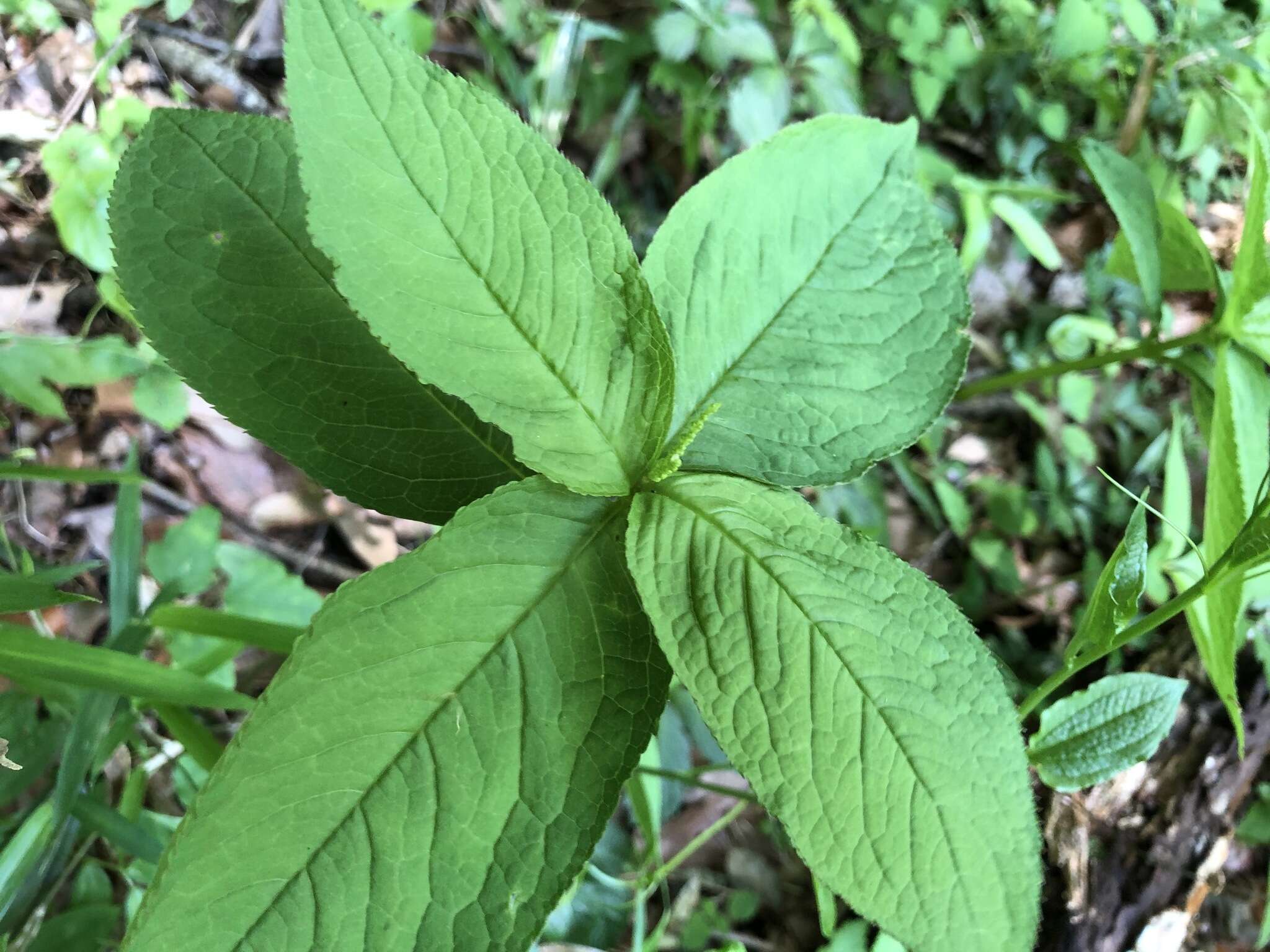 Image of Chloranthus serratus (Thunb.) Roem. & Schult.