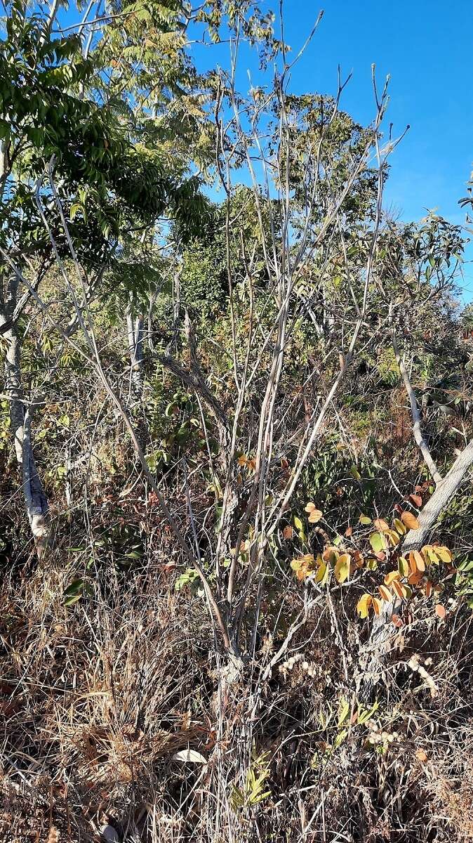 Image of Handroanthus coronatus (Proença & Farias) Farias