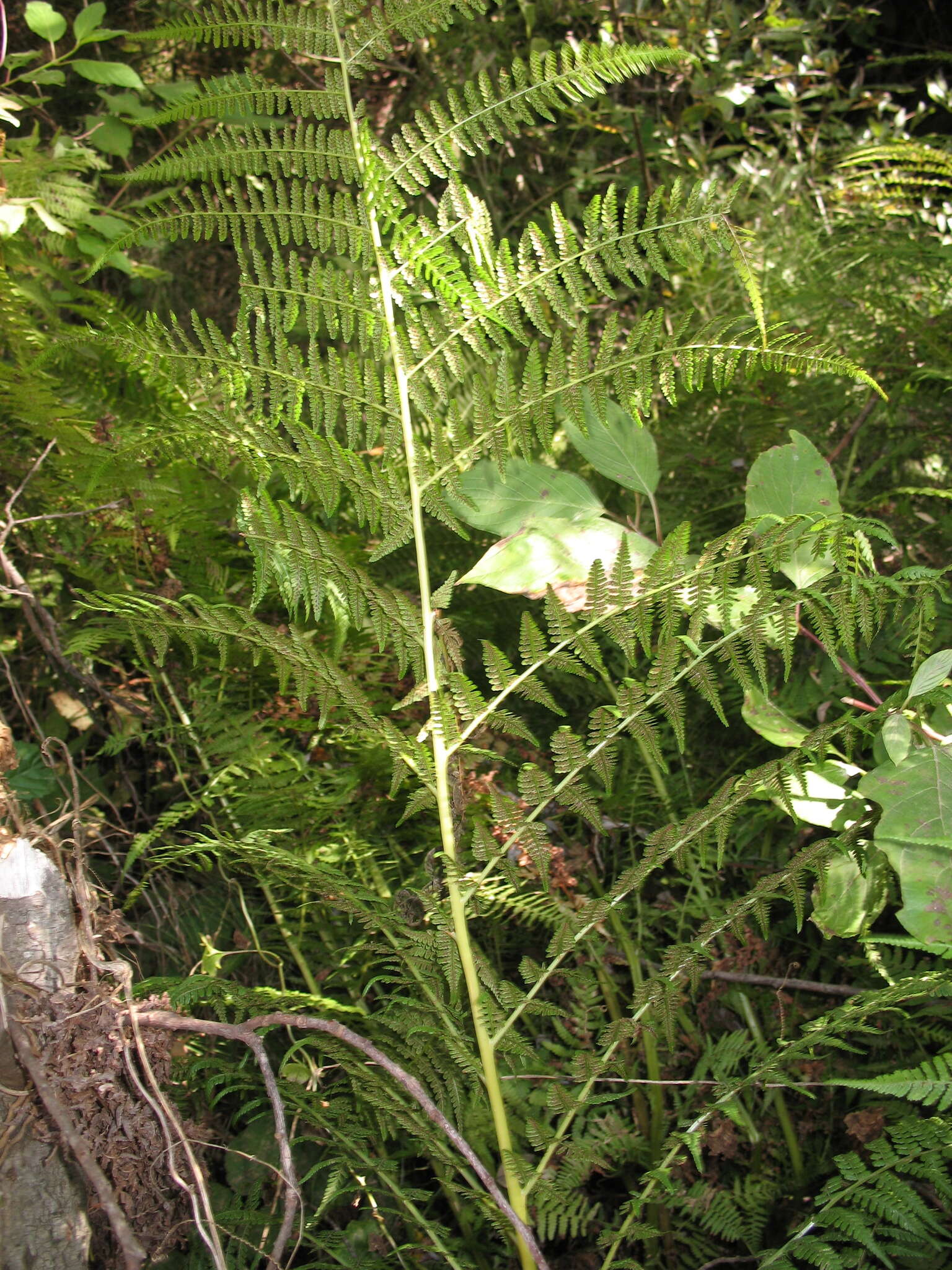 Athyrium asplenioides var. cyclosorum (Rupr.) resmi