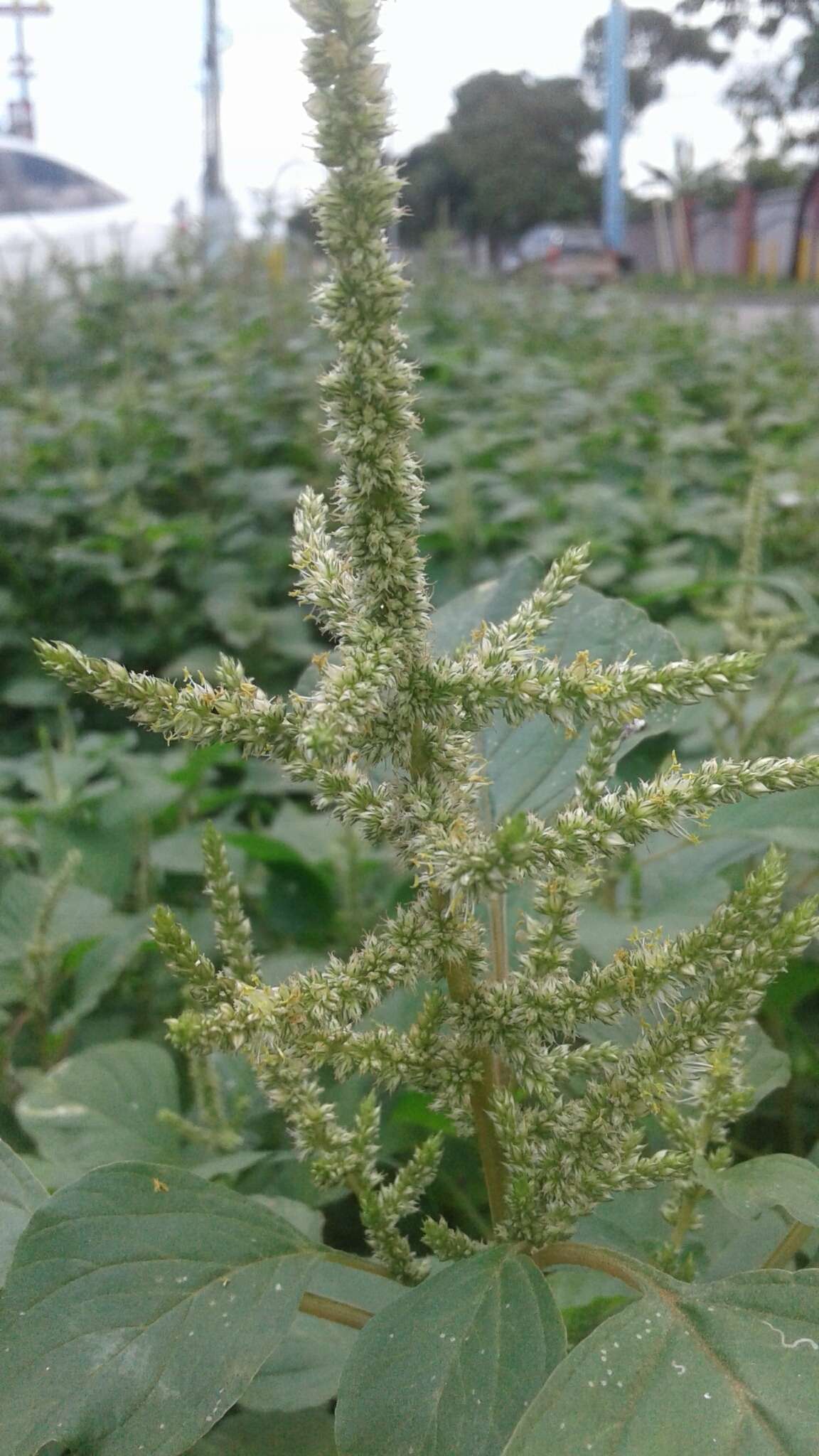 Amaranthus dubius Mart. resmi