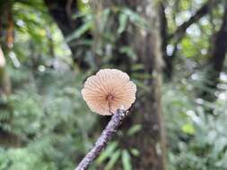 Image of Marasmiellus dendroegrus Singer 1973