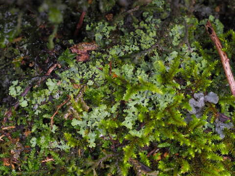 Image of wreath lichen