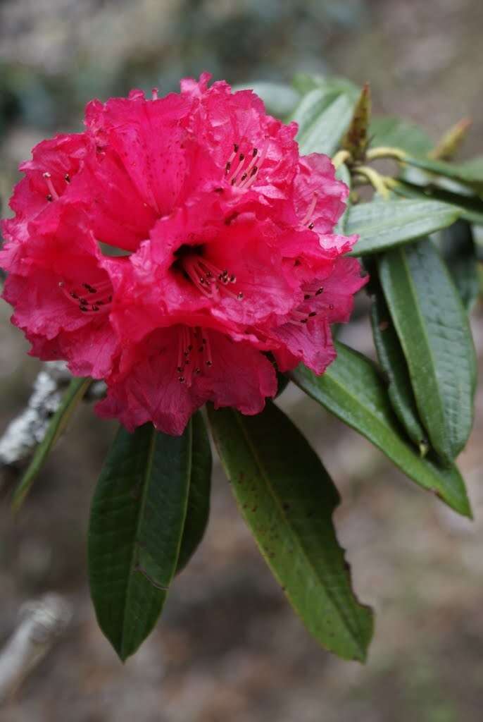 Image of Tree Rhododendron