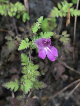 Image of Phtheirospermum japonicum (Thunb.) Kanitz