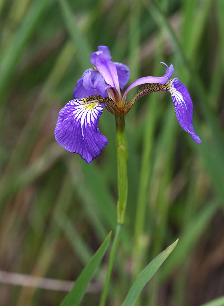 Plancia ëd Iris setosa Pall. ex Link