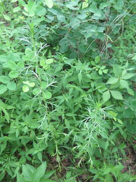 صورة Artemisia manshurica (Kom.) Kom.