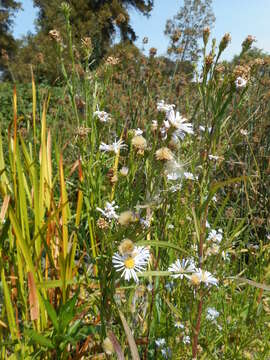 Imagem de Symphyotrichum lentum (Greene) G. L. Nesom