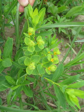 Image of Euphorbia adenochlora C. Morren & Decne.