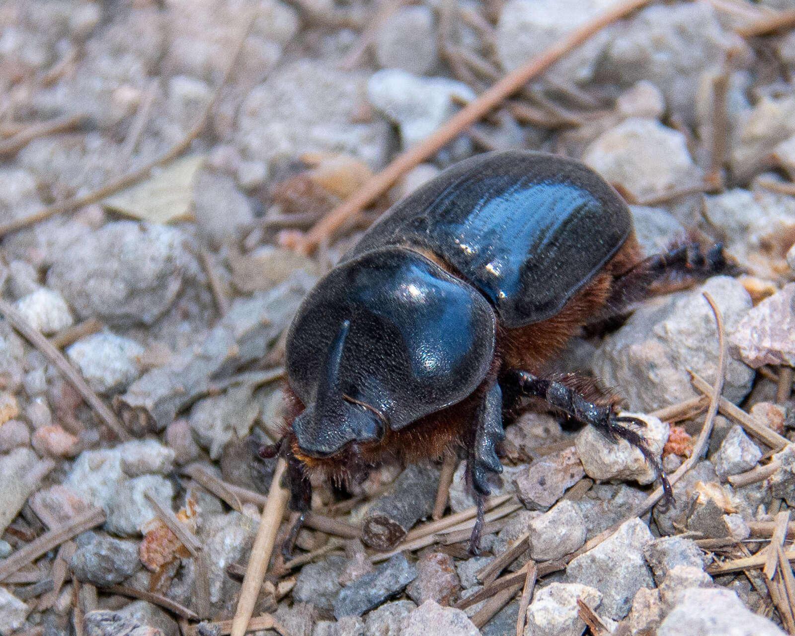 Image of Xyloryctes orientalis Bitar & Morón 2014