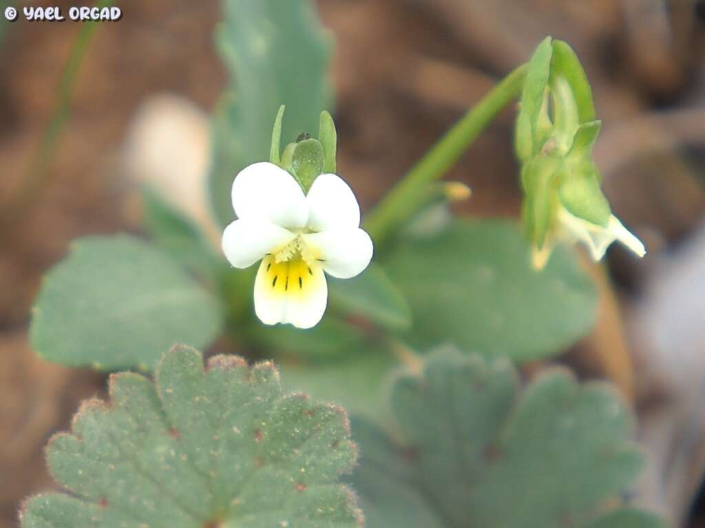 صورة Viola modesta Fenzl