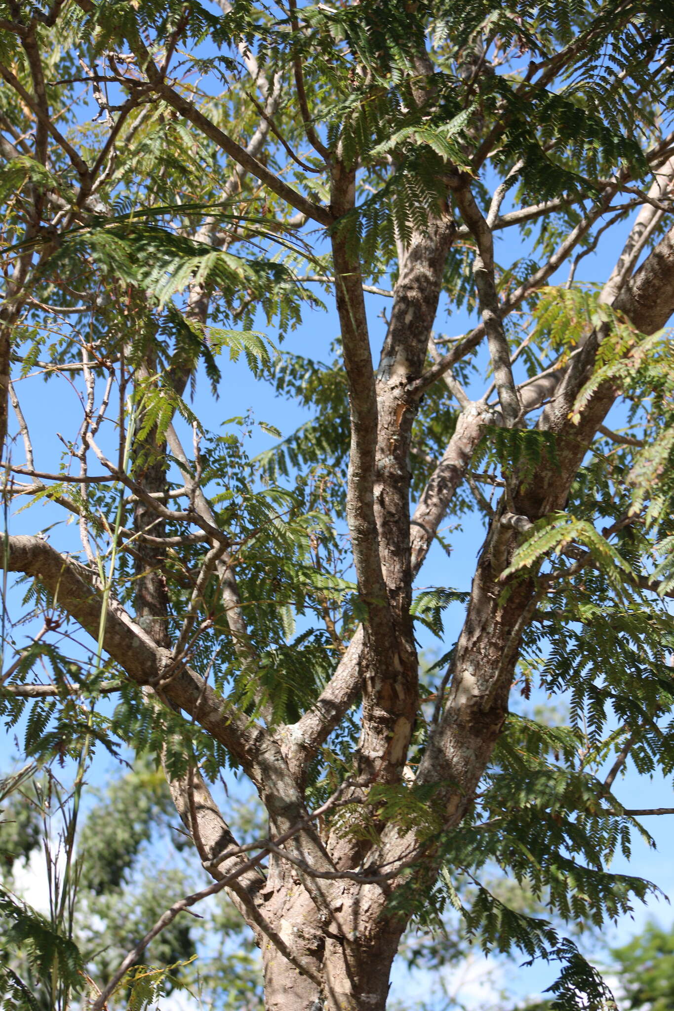 Sivun Jacaranda brasiliana (Lam.) Pers. kuva