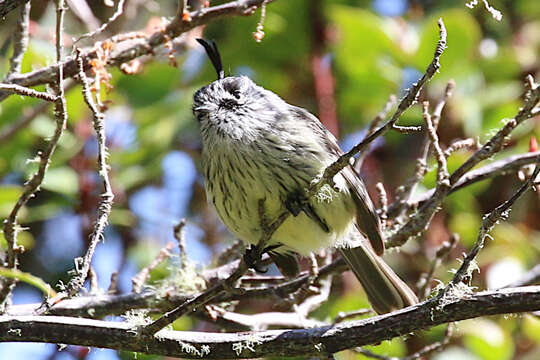 Image of Tufted Tit-Tyrant