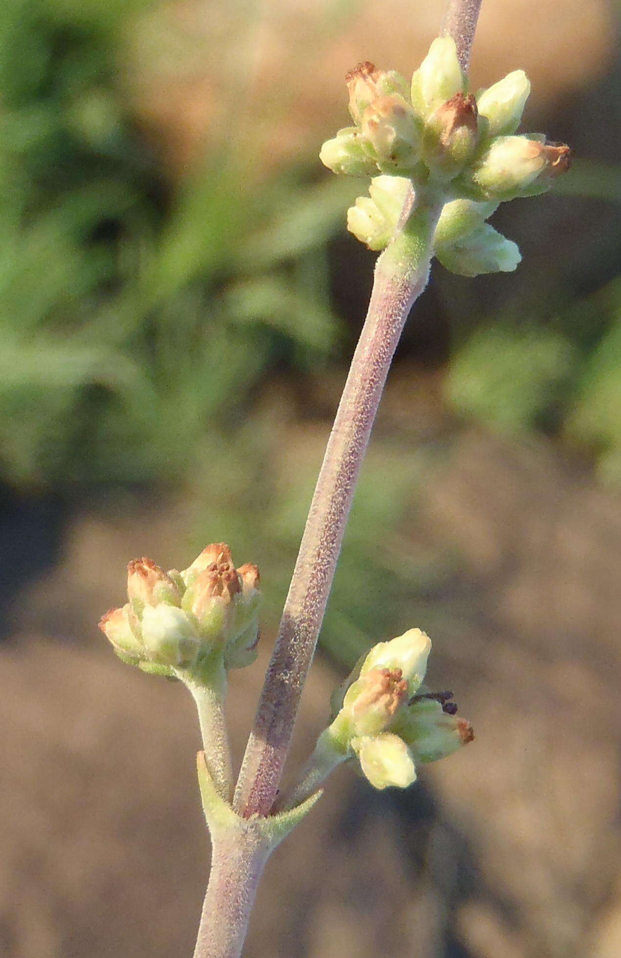 Image of <i>Crassula <i>nudicaulis</i></i> var. nudicaulis