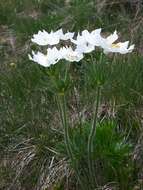 Imagem de Anemonastrum narcissiflorum (L.) Holub