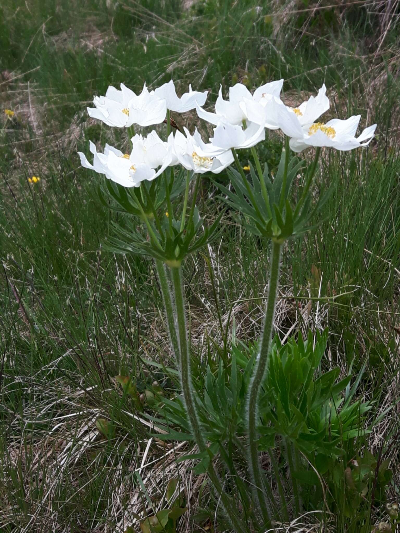 Imagem de Anemonastrum narcissiflorum (L.) Holub