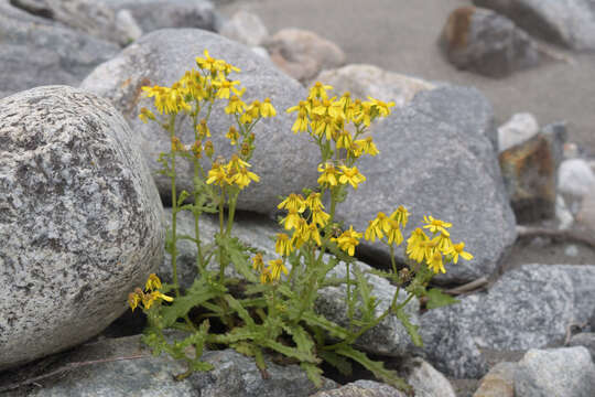 Plancia ëd Senecio leucanthemifolius subsp. caucasicus (DC.) Greuter