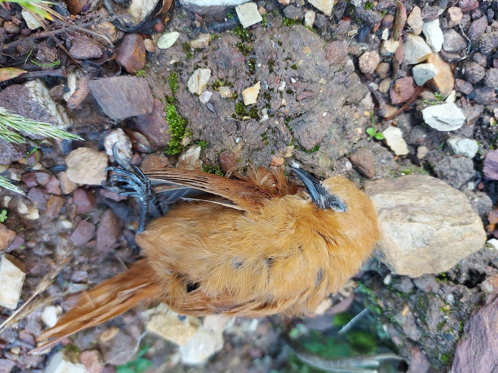 Image of Rufous Wren