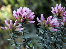 Image of Amphithalea ericifolia subsp. ericifolia