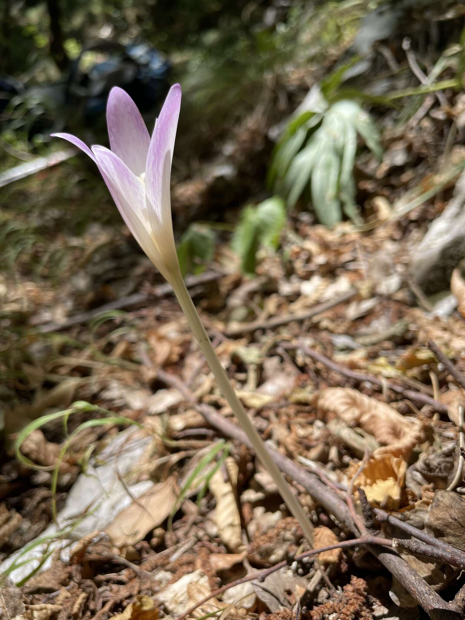 Image of Colchicum lusitanum Brot.