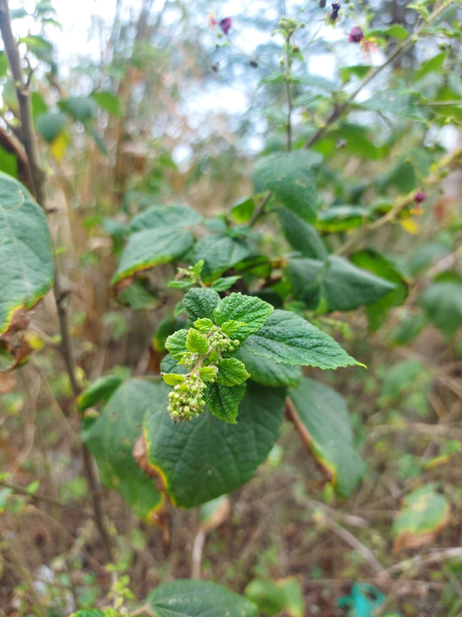 صورة Sidastrum paniculatum (L.) P. A. Fryxell