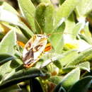 Image of Closterotomus izyai Matocq & Pluot-Sigwalt 2006