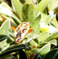 Imagem de Closterotomus izyai Matocq & Pluot-Sigwalt 2006