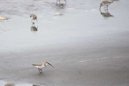 Image of Calidris alpina sakhalina (Vieillot 1816)