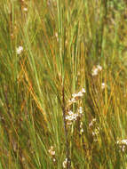 Image of Dracophyllum filifolium Hook. fil.