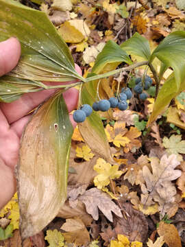 Image of Broadleaf solomon's seal