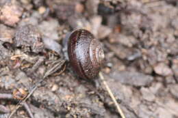 Image of Helminthoglypta arrosa (W. G. Binney 1858)